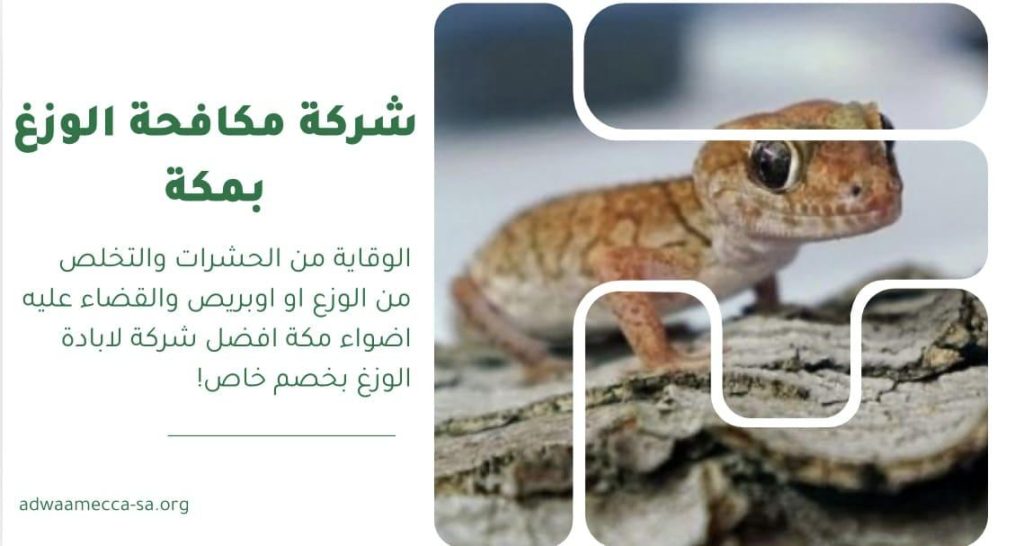 شركة مكافحة الوزغ بمكة
